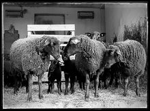 Lade das Bild in den Galerie-Viewer, Jura Bio-Zucht Lämmer