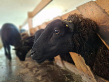 Lade das Bild in den Galerie-Viewer, Jura Bio-Zucht Lämmer