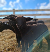 Lade das Bild in den Galerie-Viewer, Jura Bio-Zucht Lämmer