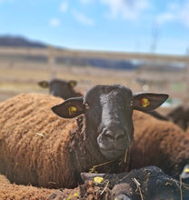 Lade das Bild in den Galerie-Viewer, Jura Bio-Zucht Lämmer