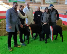 Lade das Bild in den Galerie-Viewer, Jura Bio-Zucht Lämmer